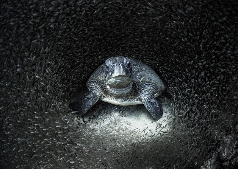 Winner of Ocean Photographer of the Year, Aimee Jan: A green turtle, surrounded by glass fish in Ningaloo Reef, Western Australia. 'I was out snorkelling when one of my colleagues told me there was a turtle under a ledge in a school of glass fish, about 10 metres down,' says Jan. 'When I dived down to look, the fish separated around the turtle perfectly. I said to her: ‘I think I just took the best photo I have ever taken’.'