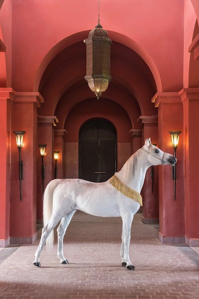 An Arabian thoroughbred horse in the stables, designed by Jacques Garcia, at the stud farm of the Selman Marrakech hotel. Courtesy Reto Guntli