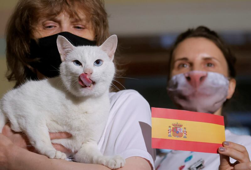 Achilles the cat, who lives in St Petersburg's Hermitage Museum, chooses Spain while attempting to predict the result of the Uefa Euro 2020 quarter-final match between Switzerland and Spain at an event in St Petersburg, Russia.