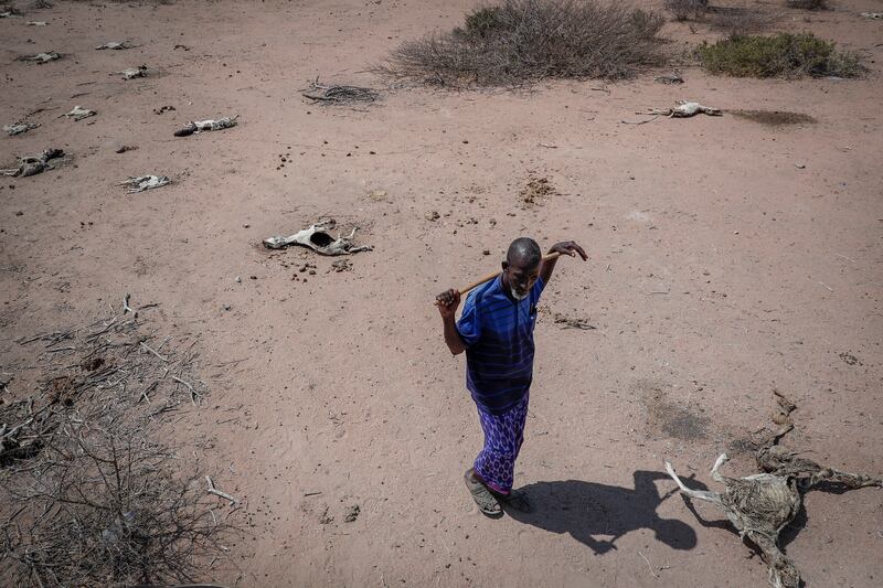 Herder Yusuf Abdullahi is aghast at the sight of the carcasses of his 40 goats who died in Dertu, Wajir County. AP Photo