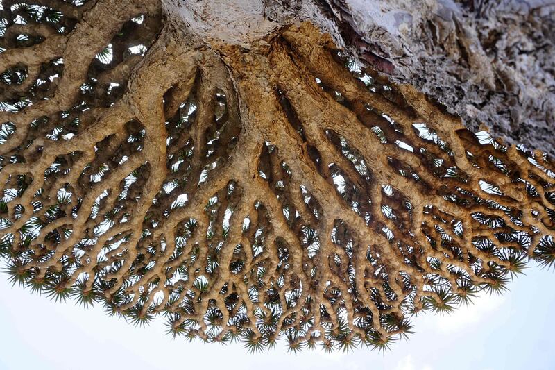 A Dragon’s Blood Tree provides shade on the Diksam Plateau in the centre of the Yemeni island of Socotra, a species found only on the Indian Ocean archipelago. AFP