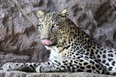 The Arabian leopard is currently listed as critically endangered. Pawan Singh / The National