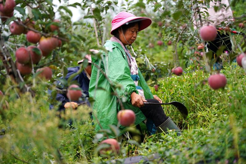 Workers cut grass at an apple plantation of Darui Apple Industry Park in Yuexi county, during a government-organised media tour, Sichuan province, China, September 11.  Tingshu Wang / Reuters