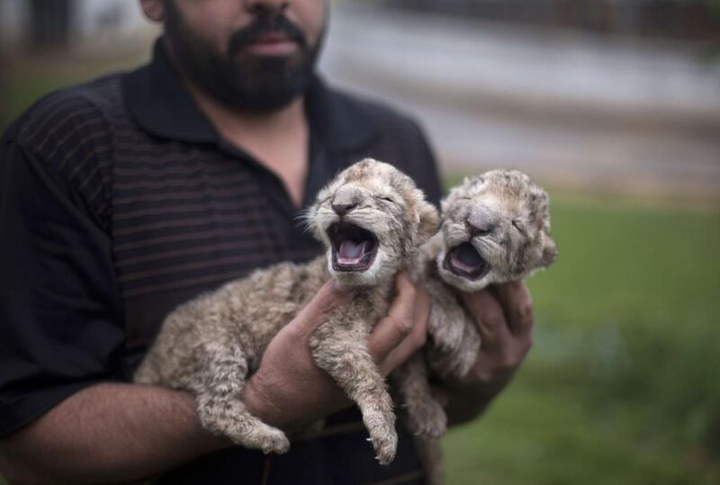 The cubs – a male and a female - were unveiled at two days old. One was named Sejil after last year’s war between Hamas militants and Israel, and the other was called Fajr after an Iranian-type missile. Mohammed Abed / AFP

