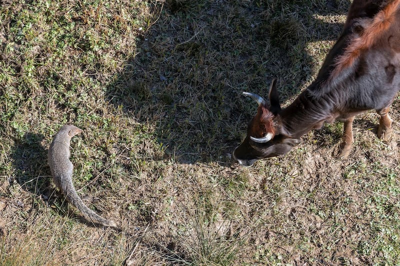 A grazing cow looks at an Indian Grey Mongoose foraging on a mountain slope in Dharmsala, India. AP Photo