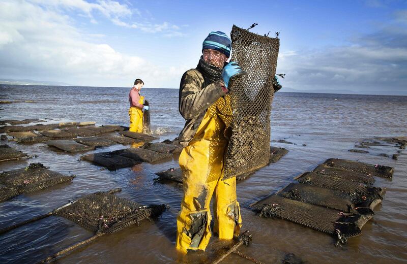 Farmers tend the oysters at William Lynch's Lynch's Foylemore Oysters farm in Lough Foyle in County Donegal, Ireland. AFP