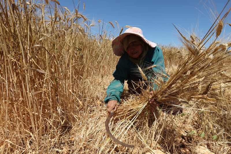 A woman uses a sickle to harvest wheat at a field in Houla village, near the border with Israel, southern Lebanon. Reuters