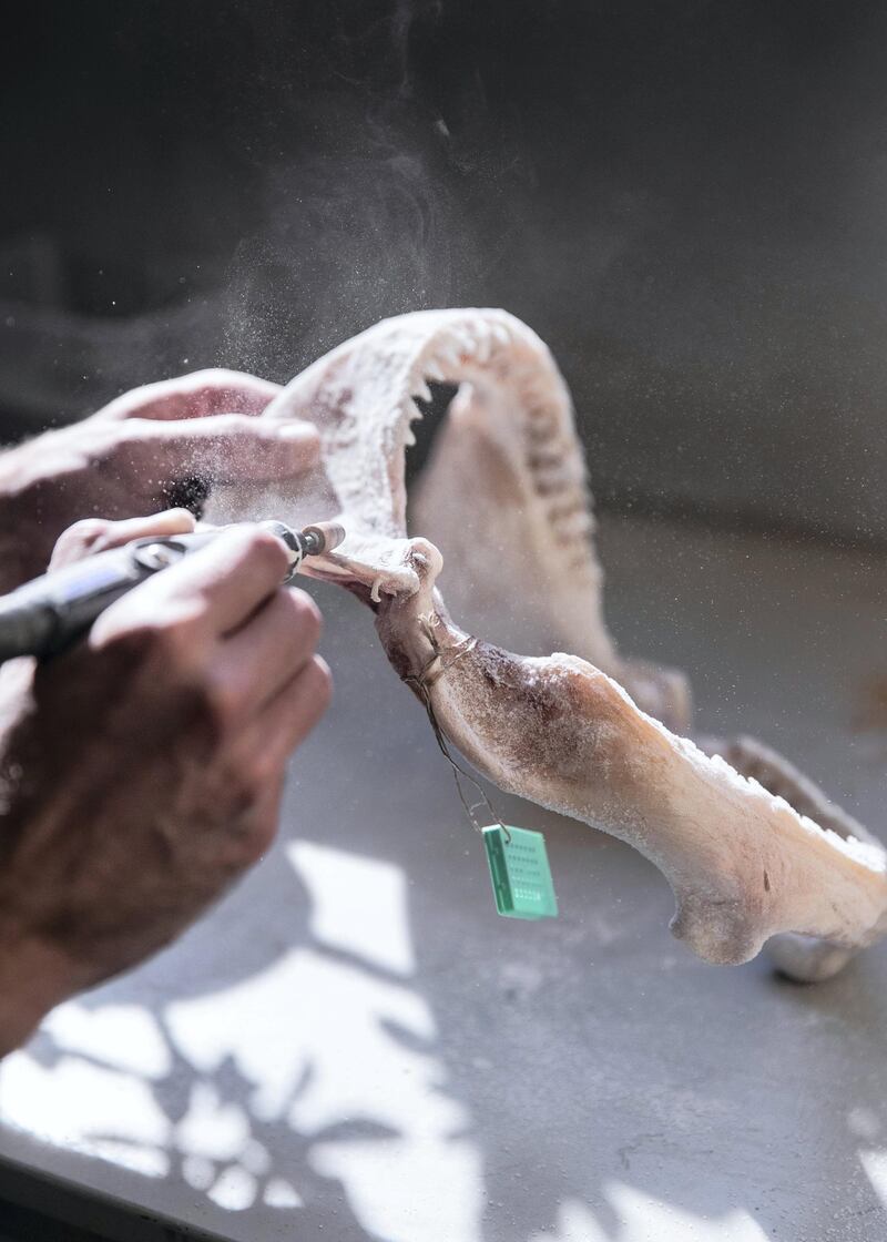 DUBAI, UNITED ARAB EMIRATES. 15 DECEMBER 2020. 
Andre Appelt sanding a shark jaw. Andre is a taxidermist at the Central Veterinary Research Laboratory in Nad Al Sheba. Andre
(Photo: Reem Mohammed/The National)

Reporter:
Section: