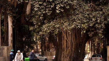 People walk past a 150-year-old Banyan tree near the Cairo Tower. AP