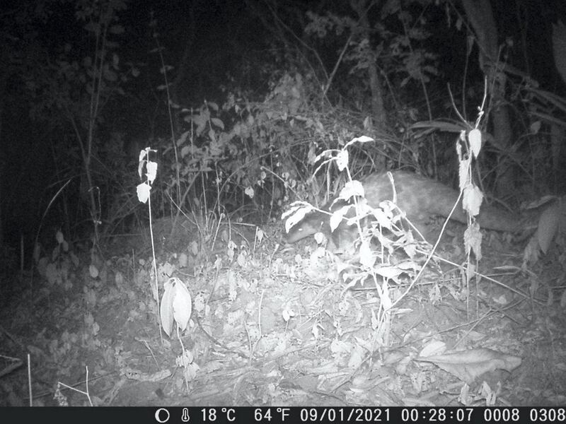 Giant pangolins pictured by camera traps in Mbam et Djerem National Park in Cameroon. The quality of the images is not brilliant, but giant pangolins are nocturnal and are very rarely photographed.courtesy:  Alain Delon Mouafo Takoune.
