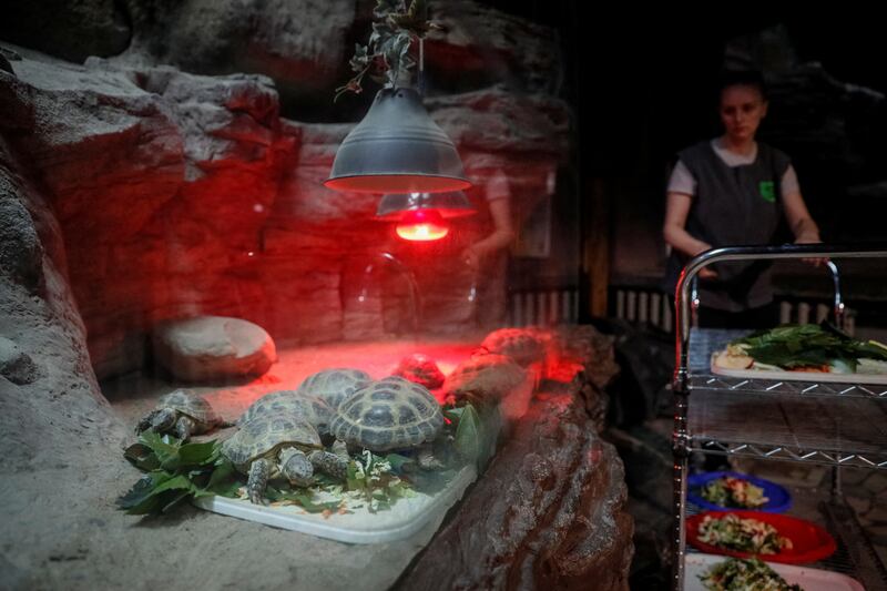 A staff member feeds turtles at Kyiv Zoo. Reuters