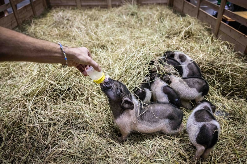 A visitor feeds piglets