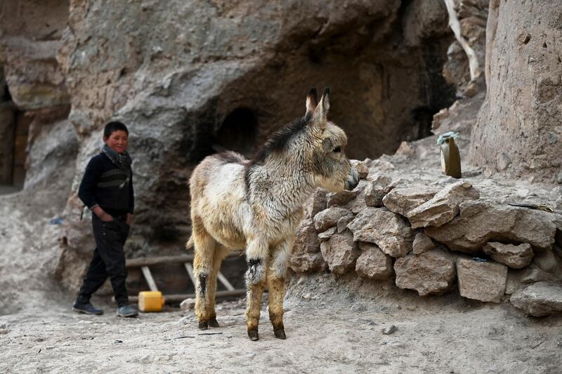 A Hazara boy walks past a donkey foal outside a cave where he lives with his family at Tak Darakht village on the outskirts of Bamiyan province on March 6, 2021. (Photo by WAKIL KOHSAR / AFP)