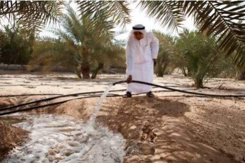 Yousef Qassem Hassan waters a date palm at his farm in Al Gharbia's Mirfa area. He said the land's closeness to the sea makes the soil very salty, so it is very difficult to grow produce.