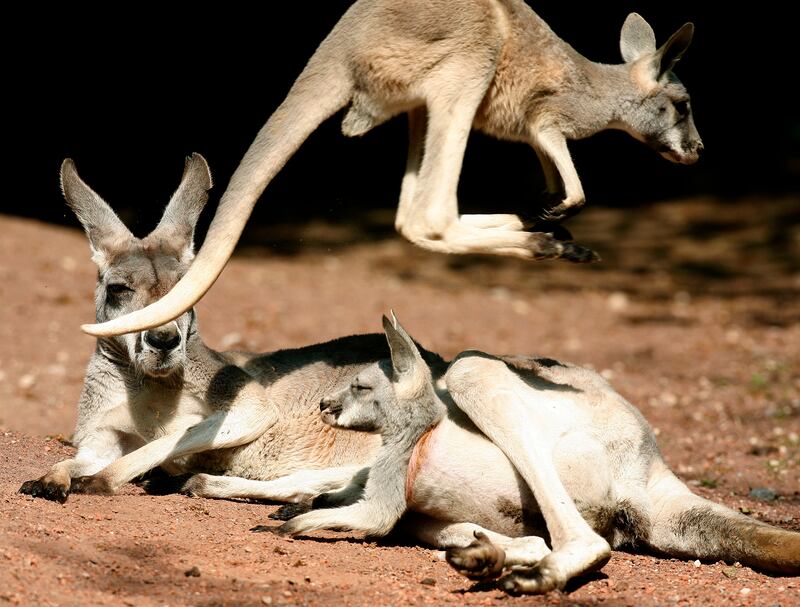 Kangaroo mother Naddel and her twin joeys enjoy the sun in their enclosure in Hanover, Germany. Reuters