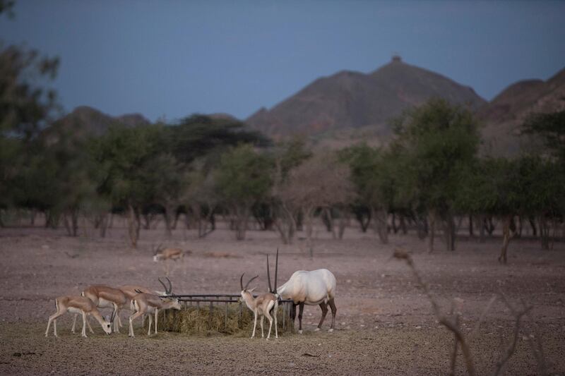 SIR BANI YAS ISLAND, ABU DHABI, United Arab Emirates, Nov. 26 , 2014:  
Sand Gazelles and an Arabian Oryx, a critically endangered species, are seen during a dawn nature and wildlife drive on Wednesday morning, Nov. 26, 2014, which is one of the many activities offered to visitors on the Sir Bani Yas Island. The tourism destination, developed and managed by the Tourism and Development Investment Company (TDIC) is located off the coast of Al Gharbia, or the Western Region, and about 250-kilometer drive from Abu Dhabi. As the resort celebrates 6 years this November, it's developers are adding adventure to its focus, while preserving the founder's vision of nature conservancy. The island, one of the largest natural island in the UAE and a wildlife reserve founded by the late Sheikh Zayed bin Sultan al Nahyan in 1971 to preserve Arabia's endangered species, is now home to 25 free-roaming mammals, 177 kinds of birds, about 100 different species of insect, and over 100 small plants.   (Silvia Razgova / The National)

Usage: undated
Section: all
Reporter: Silvia Razgova