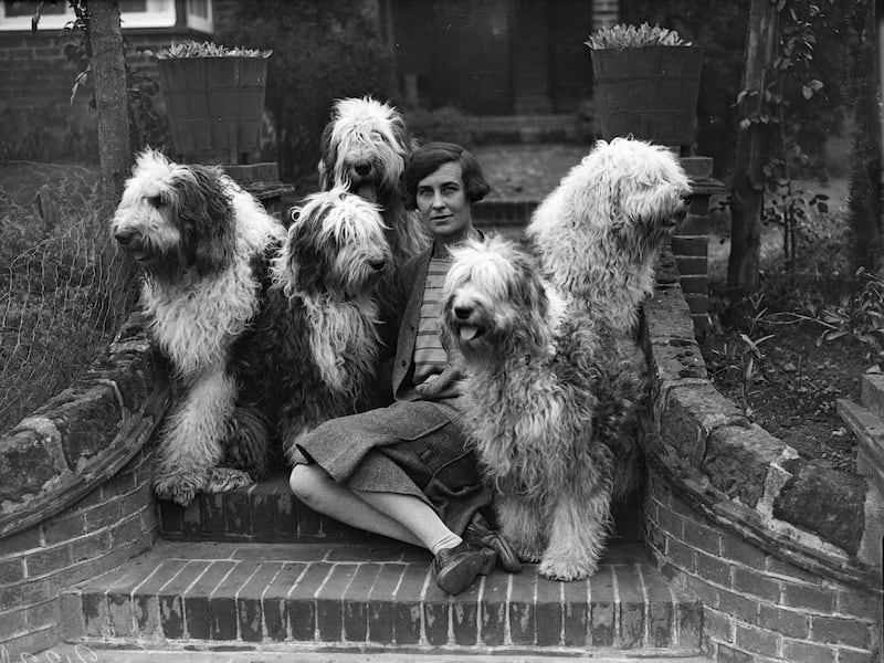 October 1929:  Mrs Tucker, surrounded by her Old English Sheepdogs, in her garden at Haslemere, Surrey.  (Photo by Fox Photos/Getty Images)