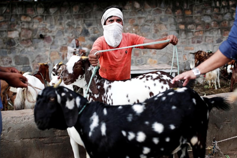 A trader using a cloth as a protective face mask deals with customers at a livestock market in New Delhi, India. REUTERS