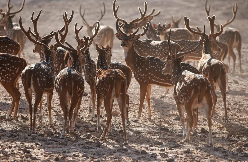 Sir Bani Yas is home to over 10,000 animals including the white spotted deer. Anantara
