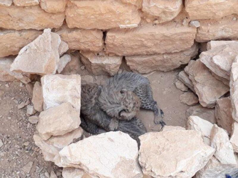 Rescued cubs are found suffering from malnutrition and dehydration. Cheetah Conservation Fund