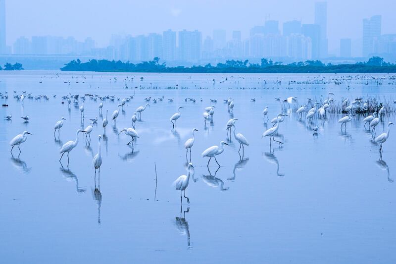 Captured on the mainland Chinese side of Mai Po Nature Reserve, Hong Kong. This is a kind of no mans land between Hong Kong and mainland China called the Frontier Closed Area. Access is restricted to permit holders who are then allowed through a special gate from inside the Hong Kong side of Mai Po. Further access is via a narrow floating pontoon boardwalk that meanders between the unique mangrove ecosystem to three bird hides that look out to different parts of Deep Bay separating Hong Kong from the city of Shenzen looming in the background. By studying the tides I am able to choose a more suitable day when it is coming in during daylight hours as access is forbidden at night and I am also looking for a peak tide depth of at least 1.5-1.8 metres otherwise the birds don't come close enough even at high tide. From the hides I can then observe the wading birds follow the tide towards me as they take advantage of the opportunity to catch fish and mudskippers. Mai Po is a last stronghold for many birds including the critically endangered black faced spoonbill. I have spent a long time trying to find a serene balanced image of this scene with all the layers and depth that it affords on the right day while also trying to tell the story of the importance of Mai Po juxtaposed to the proximity of looming urbanisation. It is also frequently smoggy and the skyscrapers are typically not visible even across this relatively short distance but I persevered over a few years to be able to capture all the elements combining portraits and behaviour of multiple species (with some hunting and flying action) as well as the story and mood of Mai Po in a single balanced photograph which is not easy when there is so much bird activity going on in one fairly wide angle of view. Shot in RAW with creative white balance towards cooler tonality chosen in post processing as the scene was naturally monochromatic affording me that flexibility. The title Borderline is a reference to the location bei