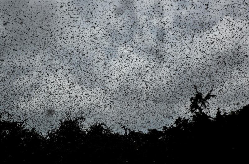 Swarms of desert locusts fly above trees in Katitika village, Kitui county, Kenya. AP Photo