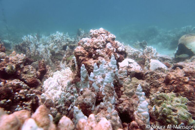 Bleached coral in the Arabian Gulf. Courtesy: Noura Al Mansoori