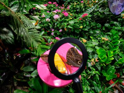 Throughout the Davis Family Butterfly Vivarium, magnifying glasses give visitors a chance to see butterflies up close. Photo: American Museum of Natural History