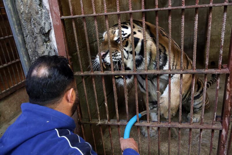 Samer al-Homsi, 42, stands next to a tiger at his farm in Damascus, Syria. Al-Homsi has been raising rare and wild animals for 25 years.  EPA