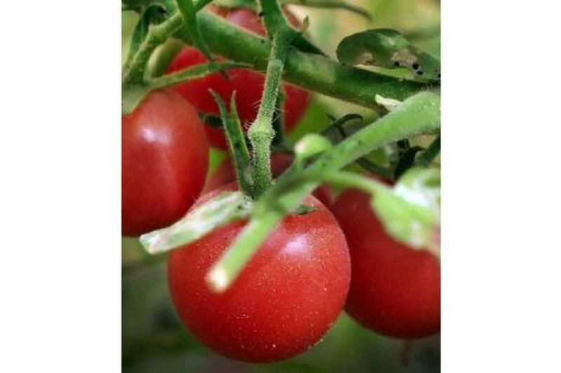 She also uses the compost in her garden, where wild tomatoes are growing. Delores Johnson / The National