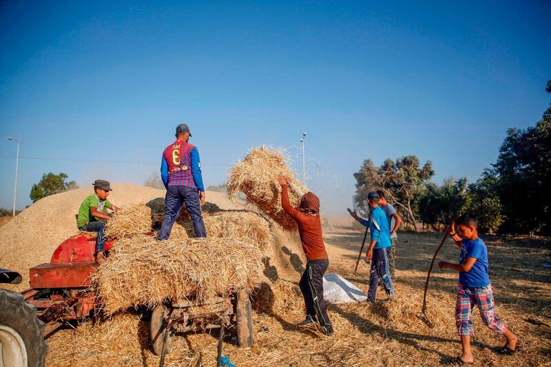 Palestinian farmers harvest barley at a field in Gaza city. AFP