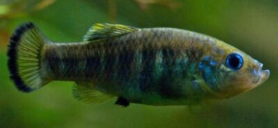 Pupfish. Courtesy Mohamed Bin Zayed Species Conservation Fund