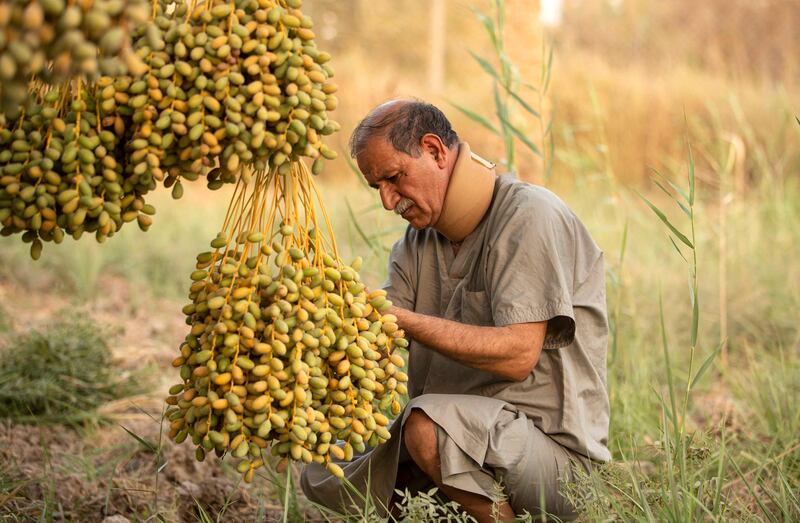 According to official figures, Iraq exported almost 600,000 tonnes of dates in 2021. They are the country's second largest export commodity after oil, according to the World Bank.