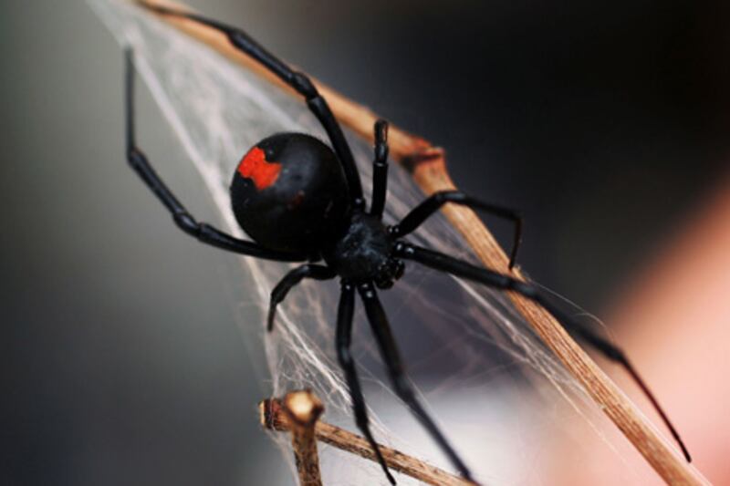 SYDNEY, NSW - JANUARY 23:  A Redback Spider is pictured at the Australian Reptile Park January 23, 2006 in Sydney, Australia. The Redback, probably Australia's best-known deadly spider is found all over Australia and is a close relative of the Black Widow Spider from the U.S. Only the female Redback is considered dangerous, with their venom containing neurotoxins, which works very slowly. Fatalities, even from untreated bites, are rare. Australia is home to some of the most deadly and poisonous animals on earth.  (Photo by Ian Waldie/Getty Images)