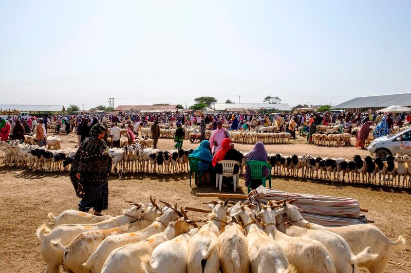 A general view of the livestock market in Hargeisa, Somaliland.  AFP