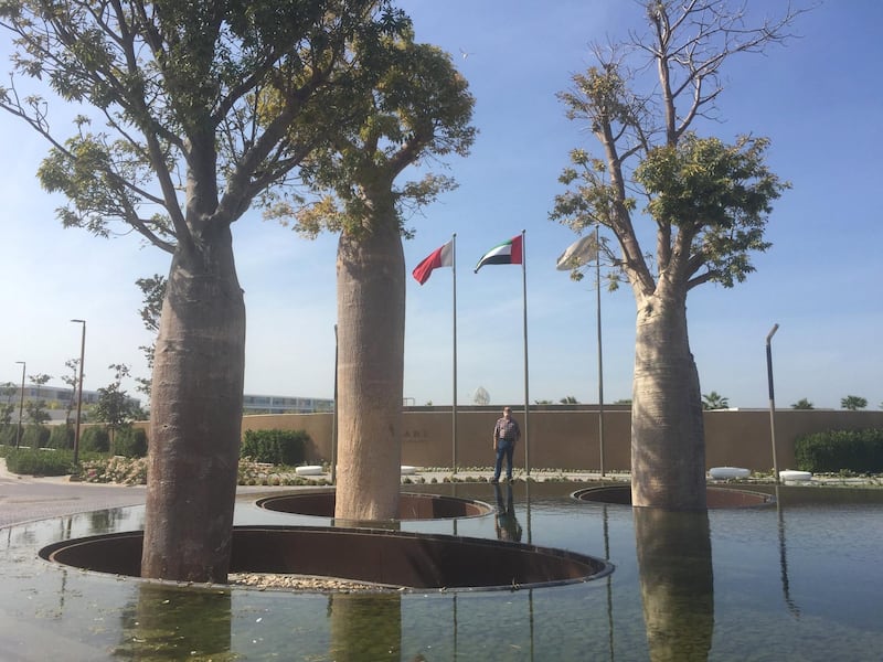 There are four baobab trees at Al Seef and three in Jumeirah. Photo: Cycad Enterprises