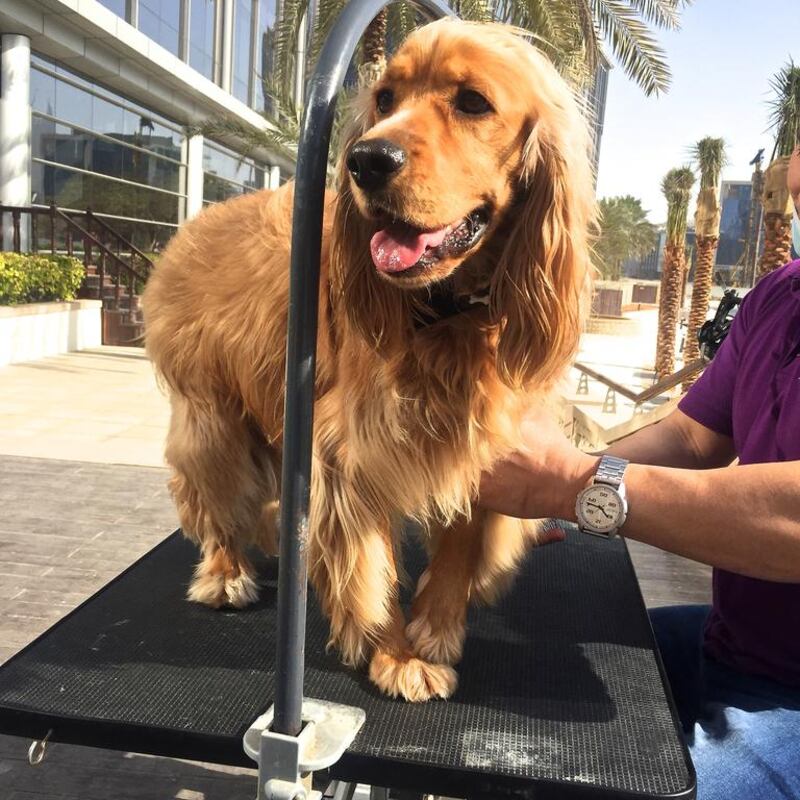 ‘The Puppy Brunch has proved to be very popular,’ says Urban Bistro’s manager, Sinu Shaneran. ‘My CEO thought it was a good idea for people with dogs in Dubai who find it difficult to go out with their animals. The dogs are in a different seating area, so they don’t bother the normal walk-in crowds’
