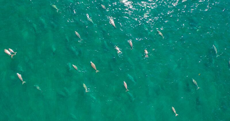 Handout of a herd of dugongs moving about the waters of the western region, Abu Dhabi. Courtesy Abu Dhabi Marine Conservation Group *** Local Caption ***  dugong_1-2.jpg