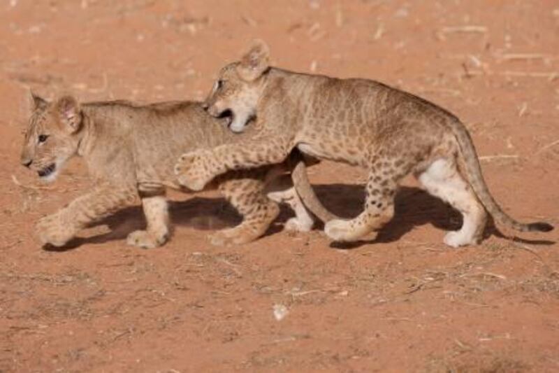 Al Ain Wildlife Park and ResortÕs new lion cubs will be called Dana and Laith, after a three-year-oldÕs suggestions beat hundreds of others. 

Courtesy Al Ain Zoo