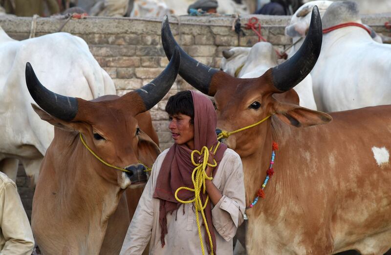 A Pakistani cattle seller holds on to his cows at a market in Quetta.  AFP