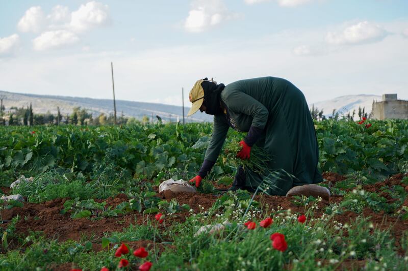 Adults, such as Umm Awad, work around the flowers