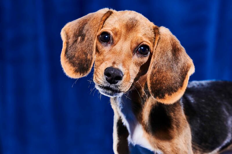 The Puppy Bowl returns on February 12, when adoptable shelter dogs – including Allison – feature before the Super Bowl clash between the Kansas City Chiefs and Philadelphia Eagles. All photos: Elias Weiss Friedman / Animal Planet / Discovery+