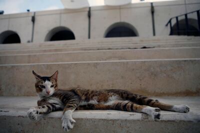 Abu Dhabi, UAE - December 24, 2008 - Stray cat at the Cultural Foundation. (Nicole Hill / The National)  ***FOR OASIS QUIZ PROJECT***  *** Local Caption ***  NH OasisQuiz13.jpgNH OasisQuiz13.jpg