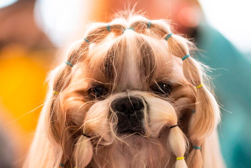 Becky with the good hair: A dog is prepared before participating on February 10, 2020 in New York City. Over 200 breeds and varieties of dogs compete in the show. AFP