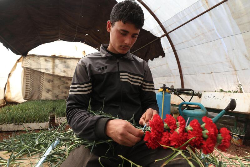 A display of red carnations is created by an employee at Abu Ahmad's flower growing business in Idlib, Syria. AFP