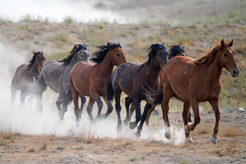 Free-ranging wild horses gallop in Utah. AP