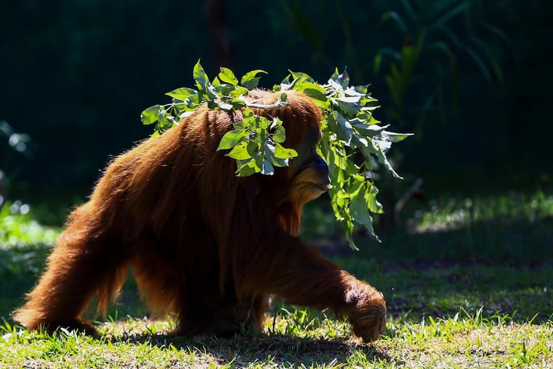 An orangutan named Elze walks in the Biopark of Rio in Rio de Janeiro, Brazil. AP