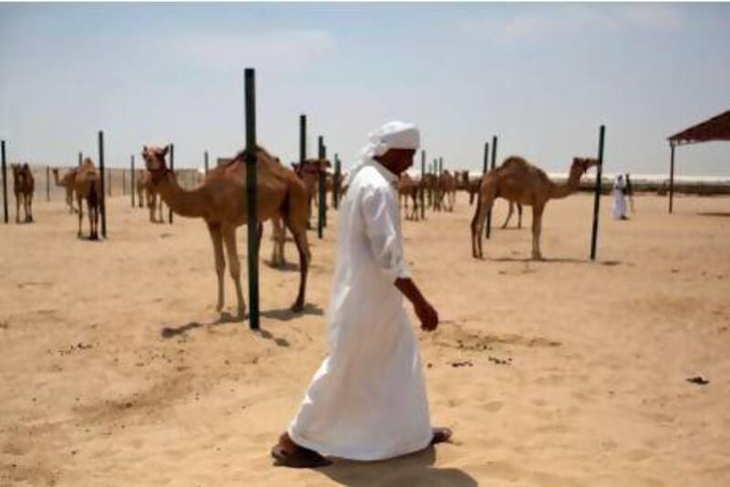 A handler walks among camels at the Advanced Scientific Group Veterinary Research Centre near Sweihan. Christopher Pike / The National