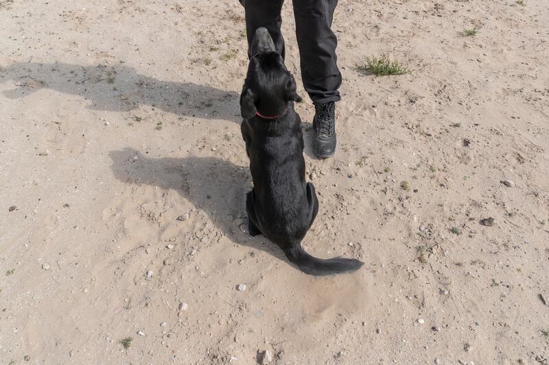 First Corporal Ali Alsebeyi trains Sheba, a Labrador that will help locate dead bodies