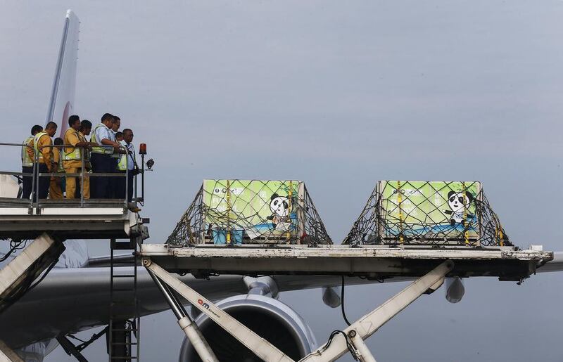 Giant pandas from China, Feng Yi (female) and Fu Wa (male) arrive inside their cages at the MASkargo Complex in Sepang, outside Kuala Lumpur. According to local media, an agreement was signed between Malaysia and China over the 10-year loan of the two giant pandas. Samsul Sai / Reuters